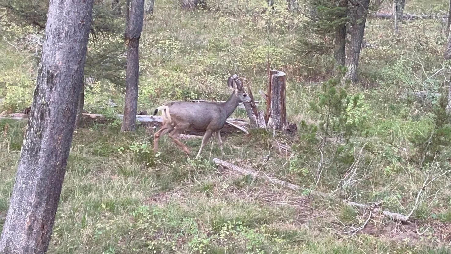 Mule deer at Lodgepole Pines Retreat