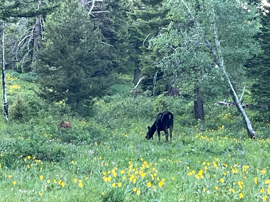 Moose at Lodgepole Pines Retreat property