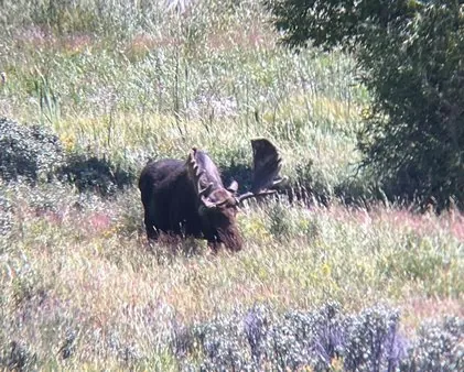 Wildlife viewing bison in Yellowstone National Park