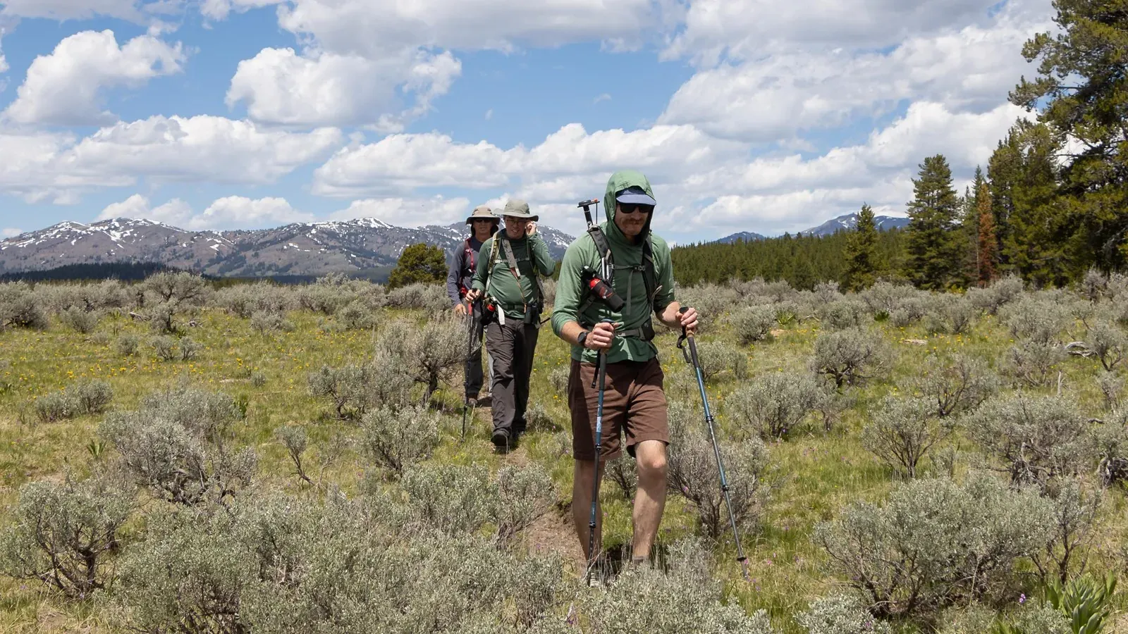 Wapiti elk in Yellowstone backcountry