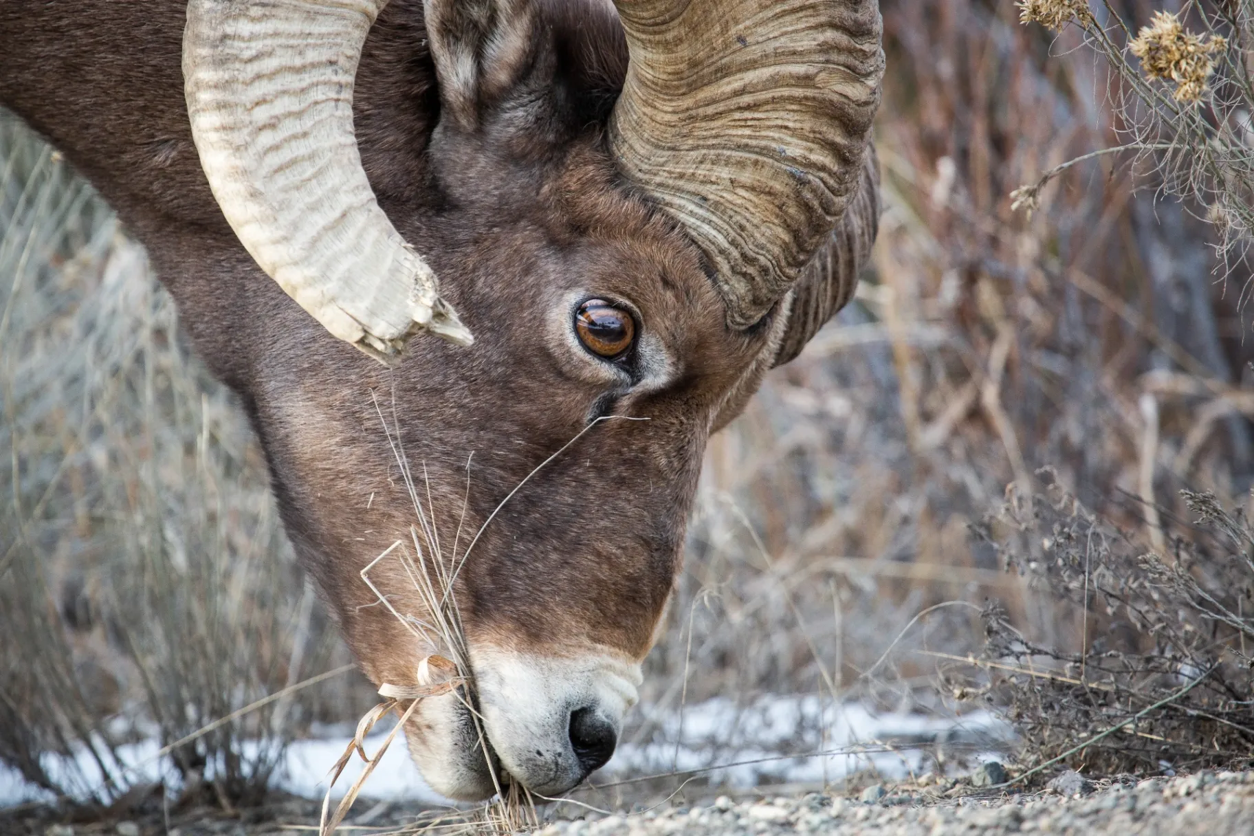 Open sage country of Yellowstone's northern range — pronghorn habitat