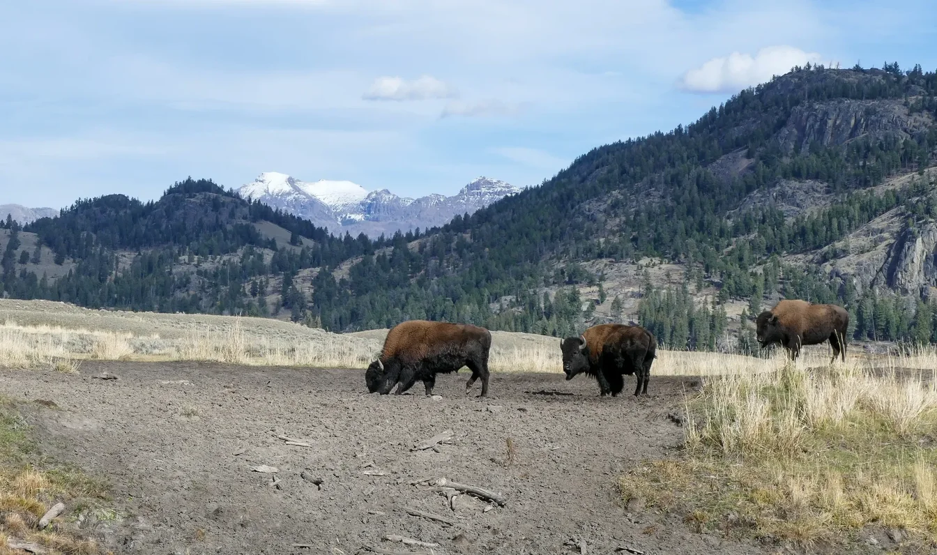 Bison herd in Yellowstone's Lamar Valley