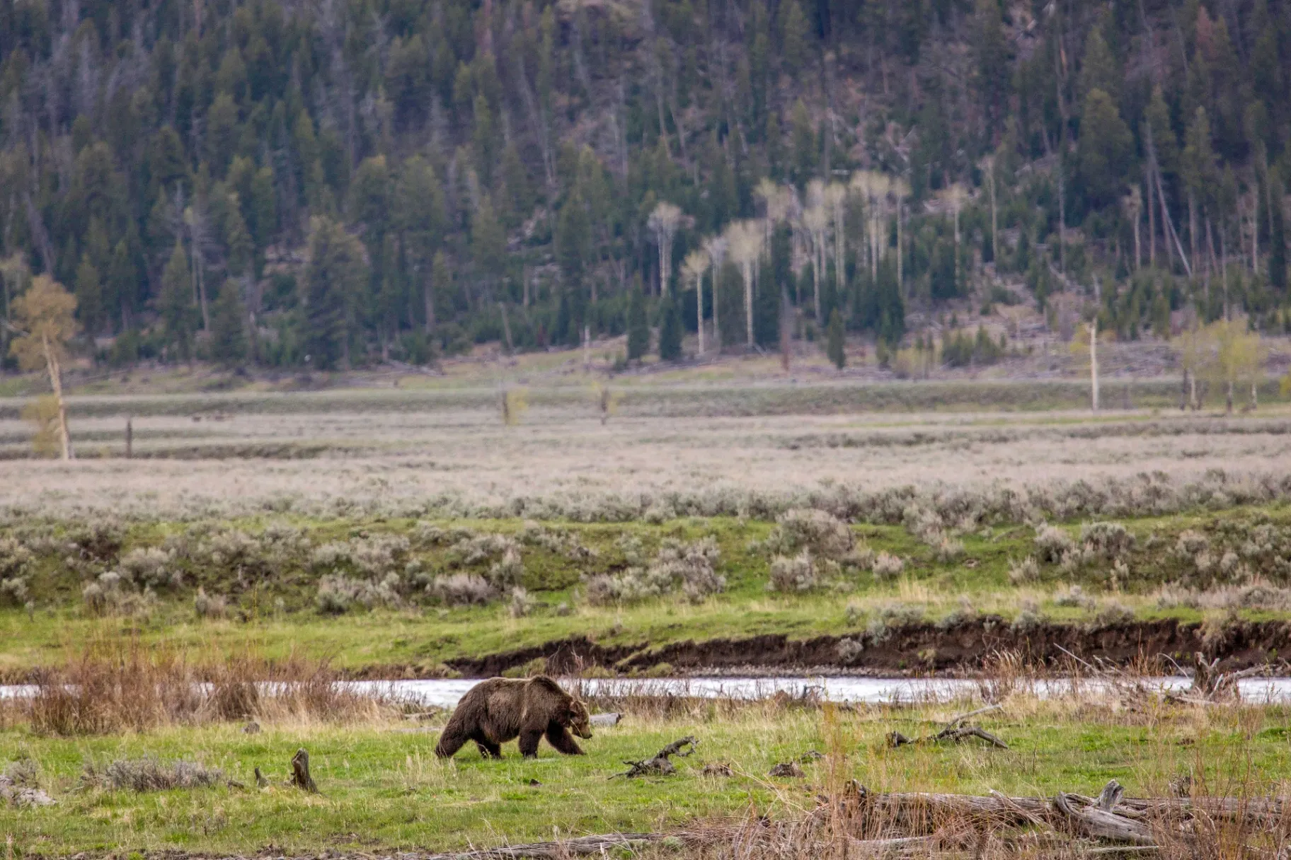 Grizzly bear foraging in Yellowstone's Lamar Valley during spring