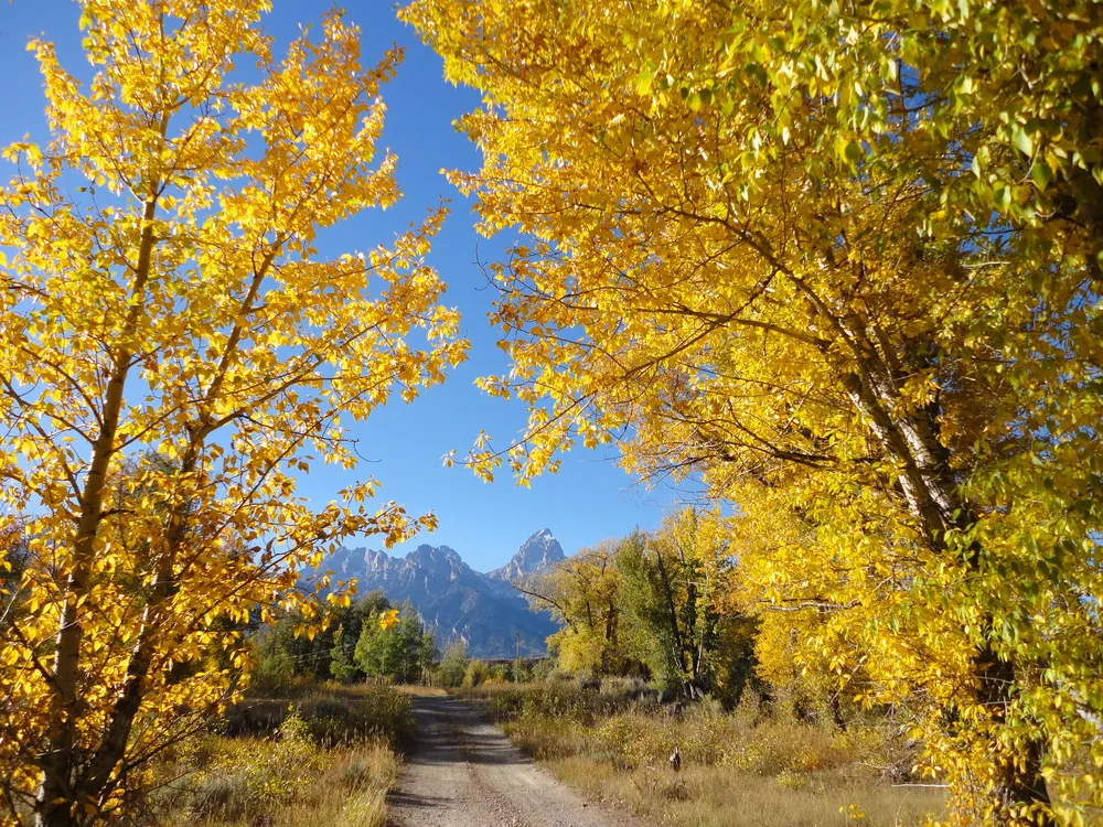 4 Lazy F Ranch in fall with the Tetons behind