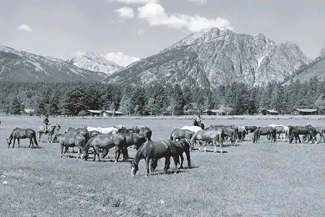 Black and white photograph of horses at the historic White Grass Dude Ranch