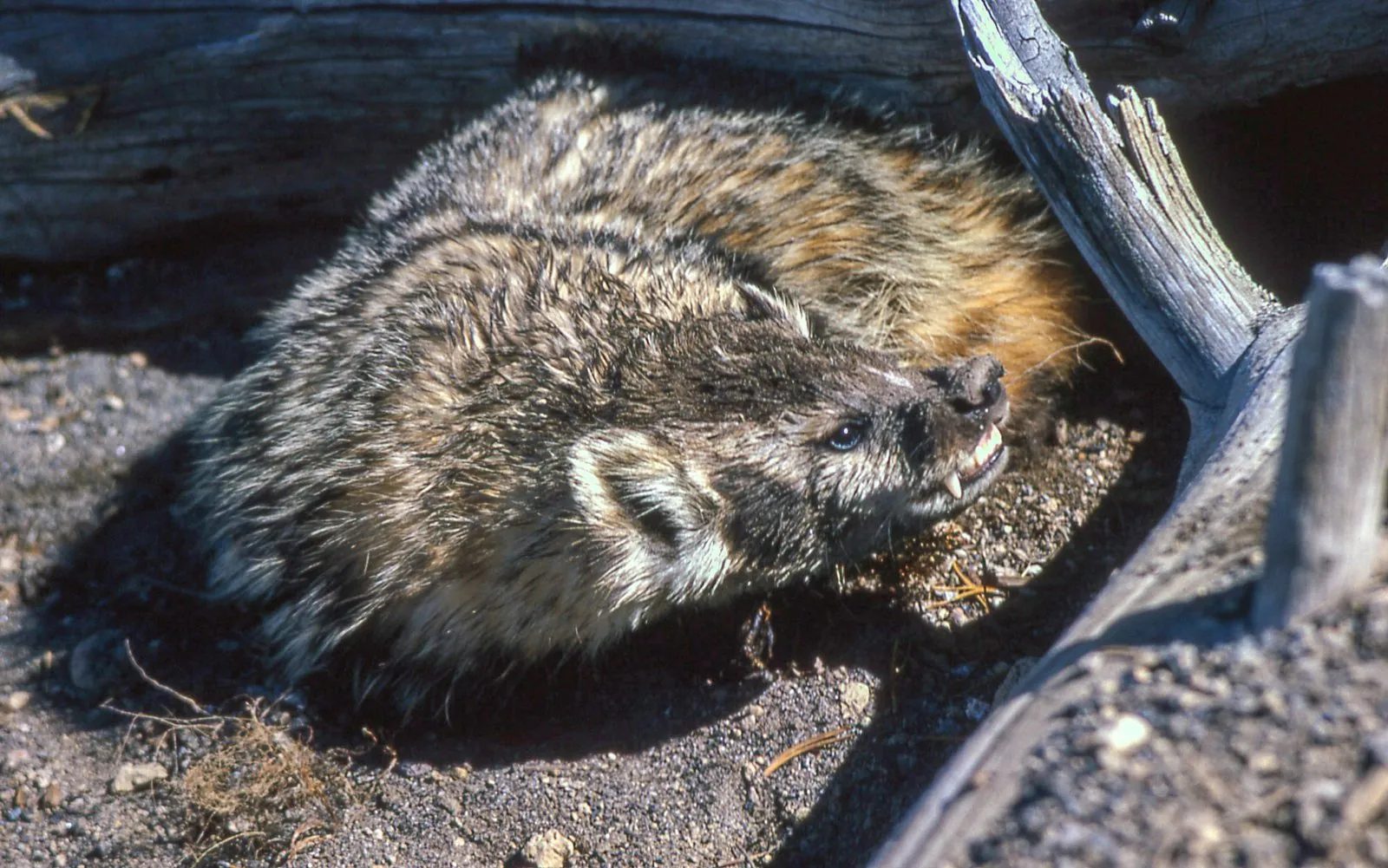 American badger close-up