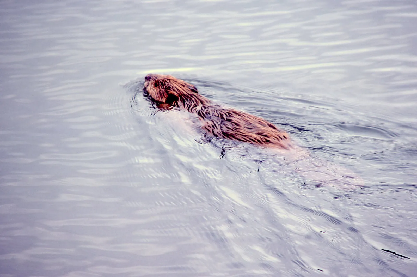 Beaver swimming in a Yellowstone pond
