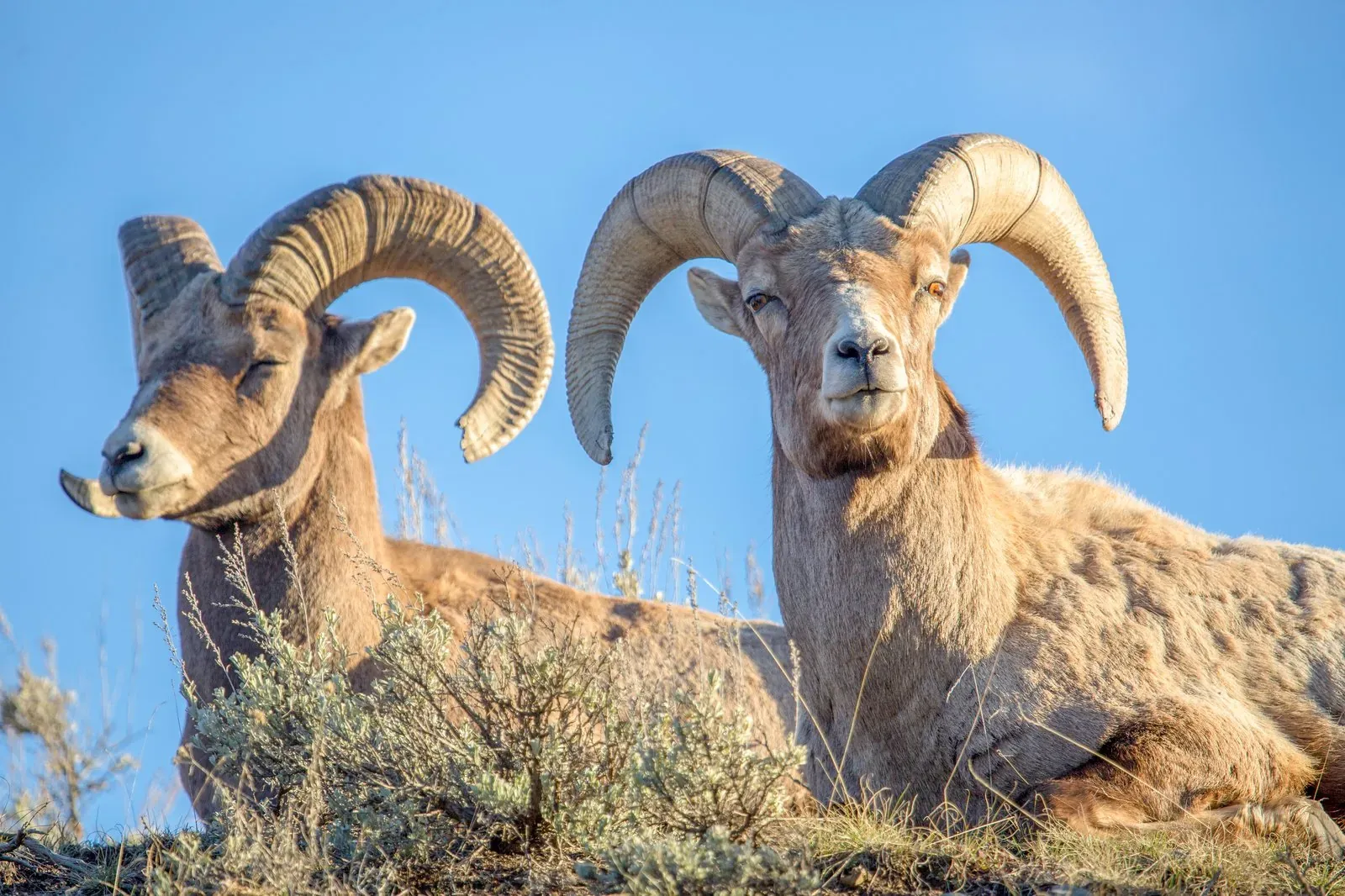 Bighorn ram in Lamar Canyon