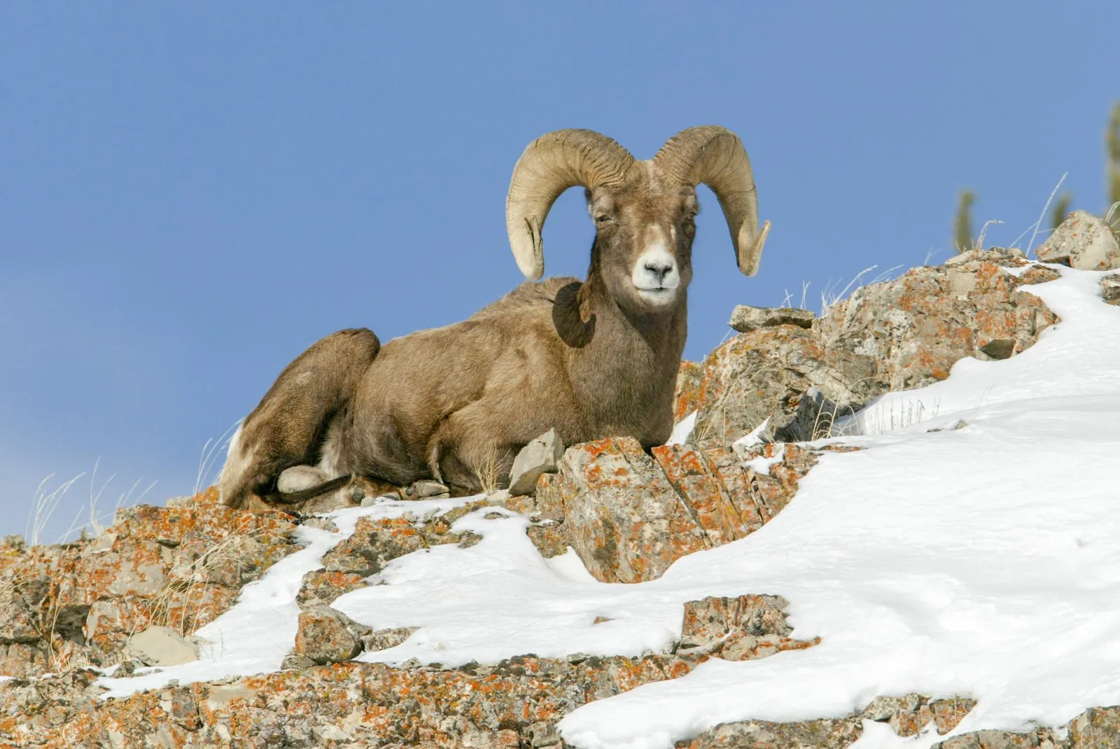 Bighorn ram on rocks above Soda Butte Creek