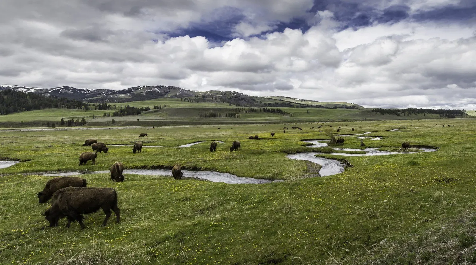 Best Places to See Bison in Yellowstone: Herds, Hotspots & Safety