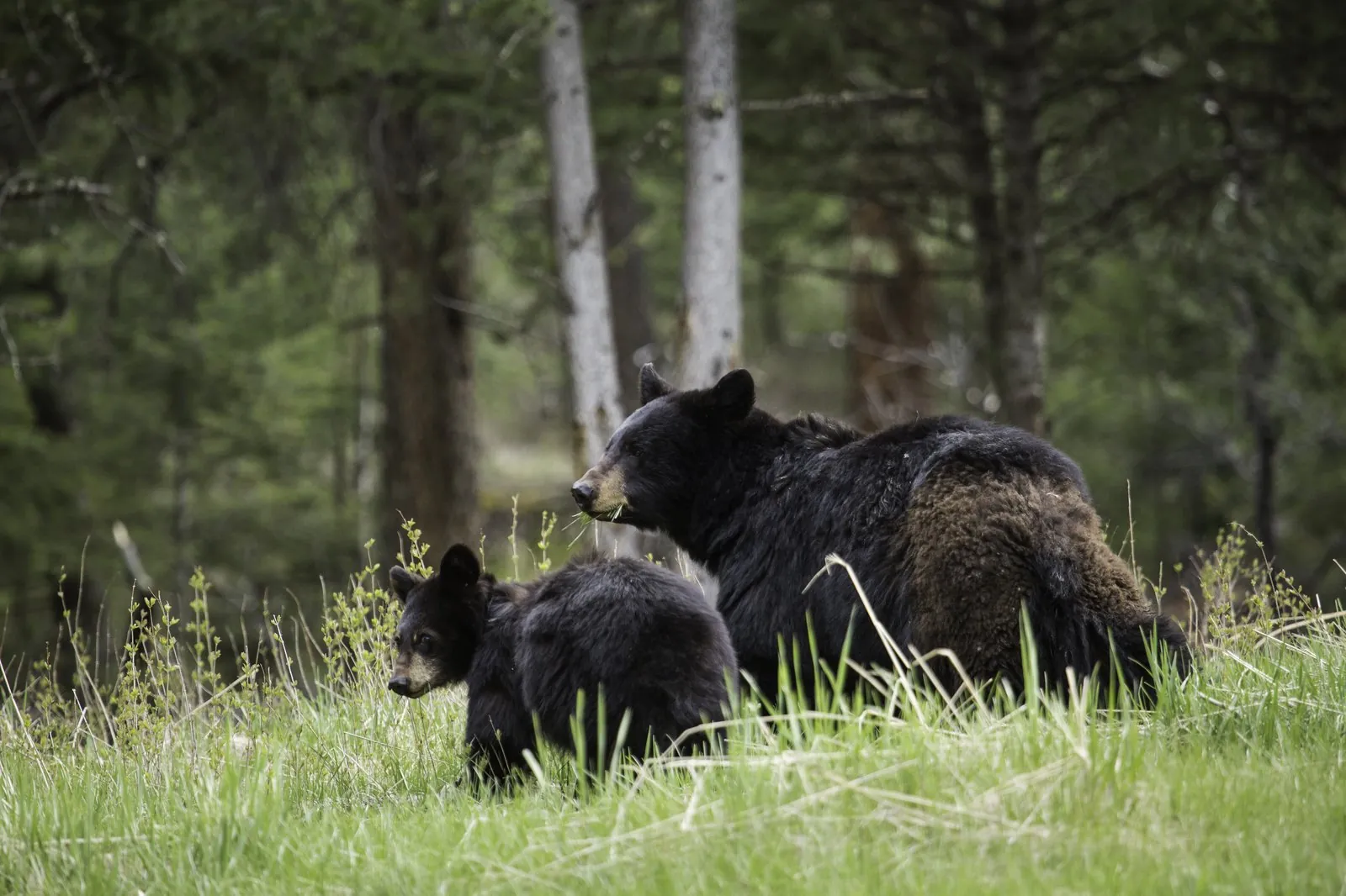 Black bear sow with cub near Tower Falls