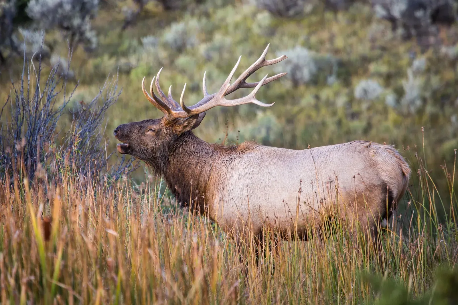 Yellowstone in October: Fall Colors, Fewer Crowds & Elk Rut