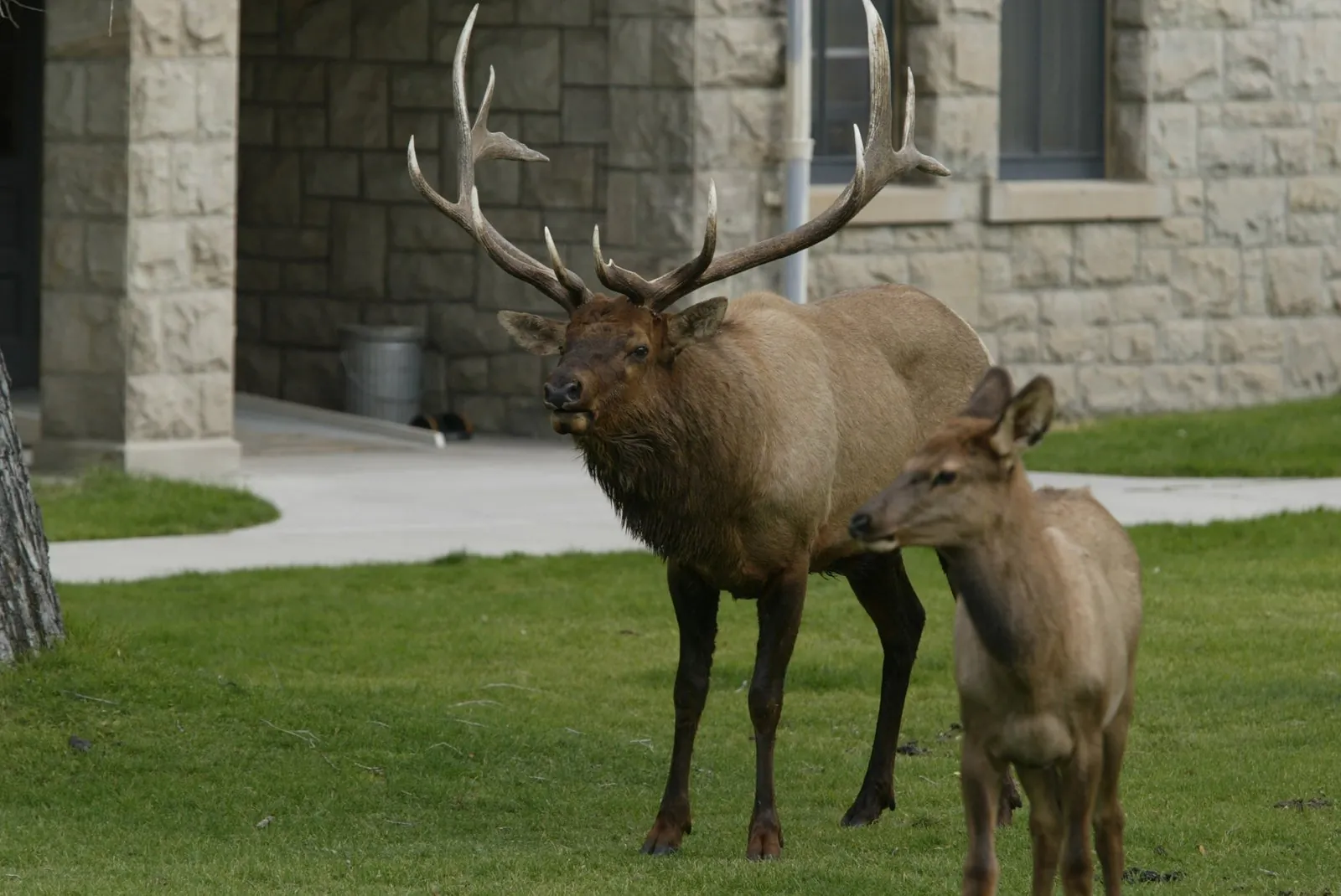 Yellowstone & Grand Teton Wildlife Guide: Bears, Wolves, Bison & More