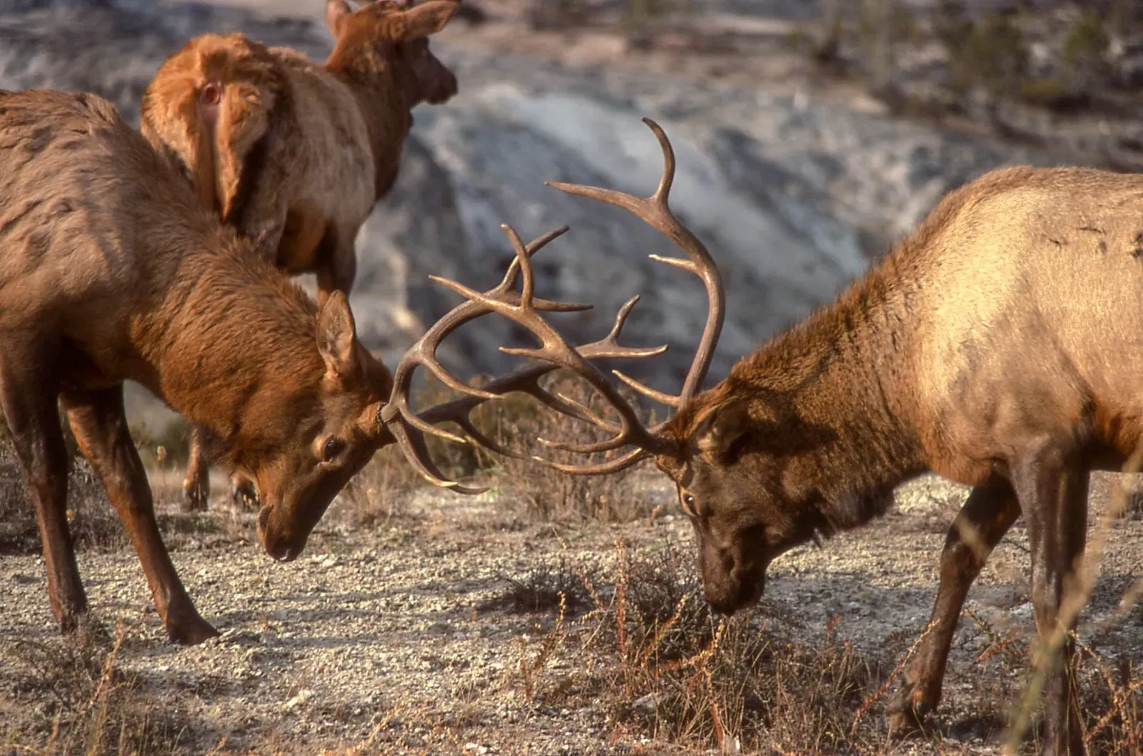 Bull elk sparring during the rut