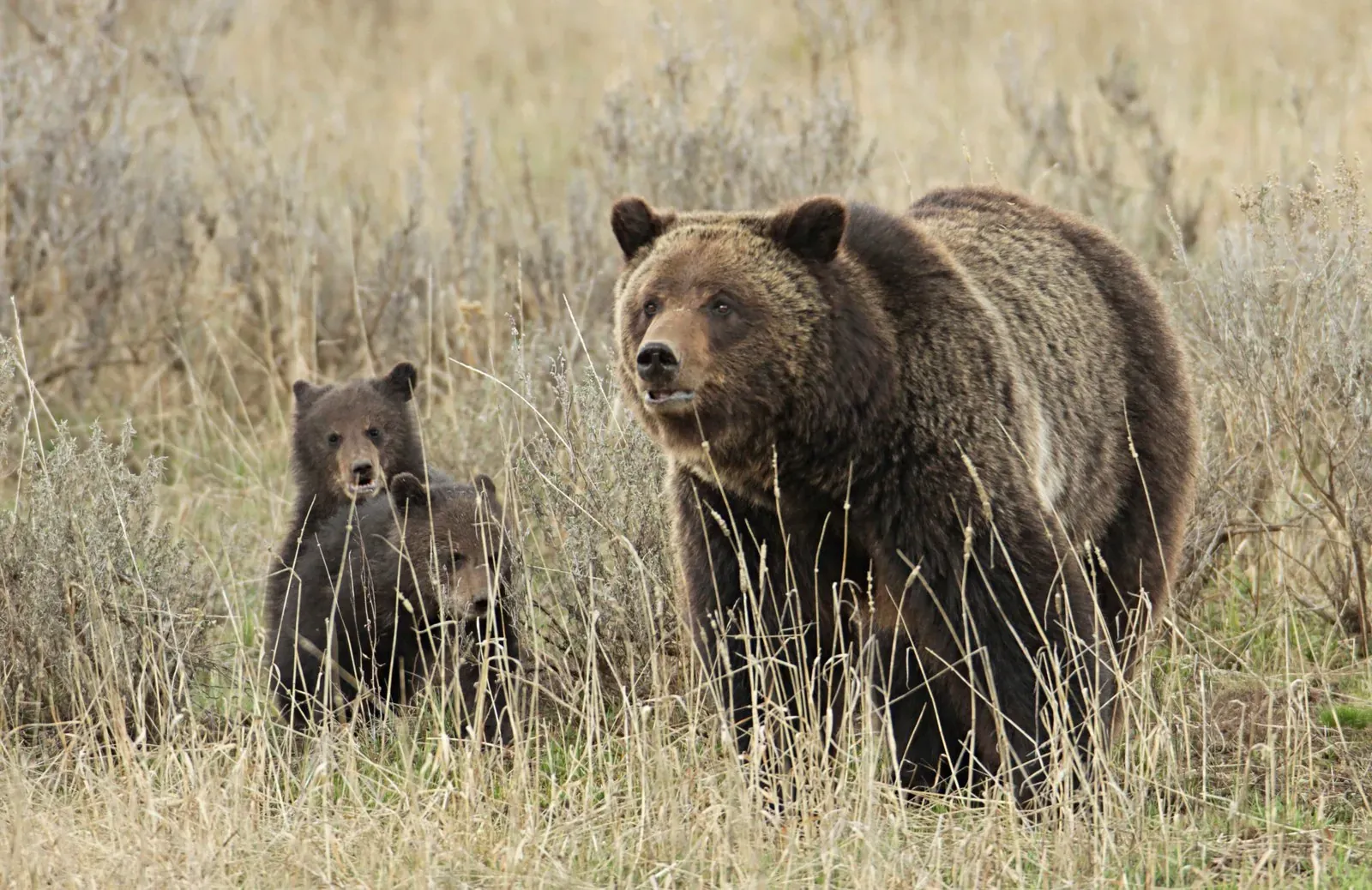 Grizzly sow with cubs in Yellowstone