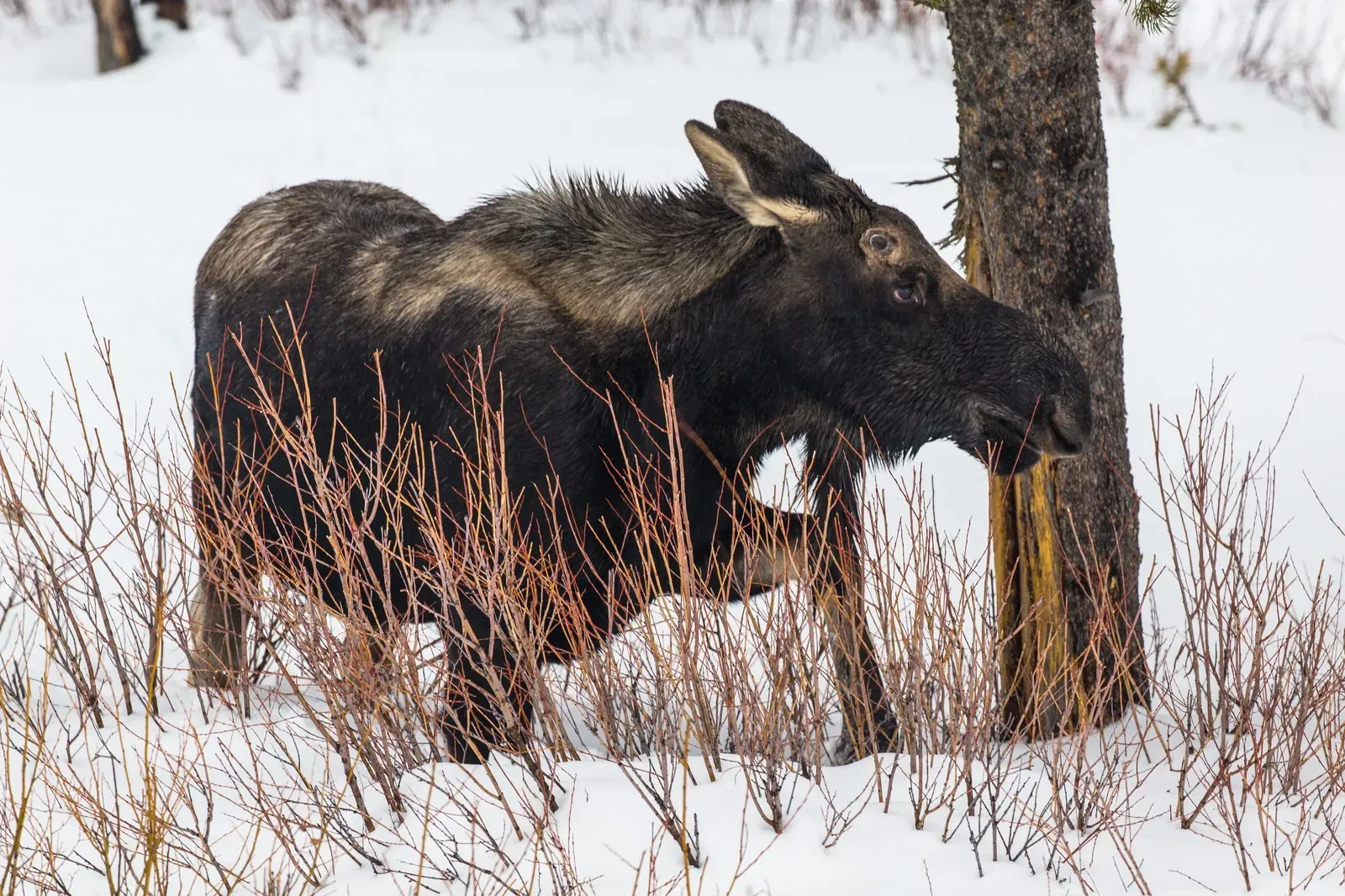 Bull moose at Pebble Creek in Yellowstone