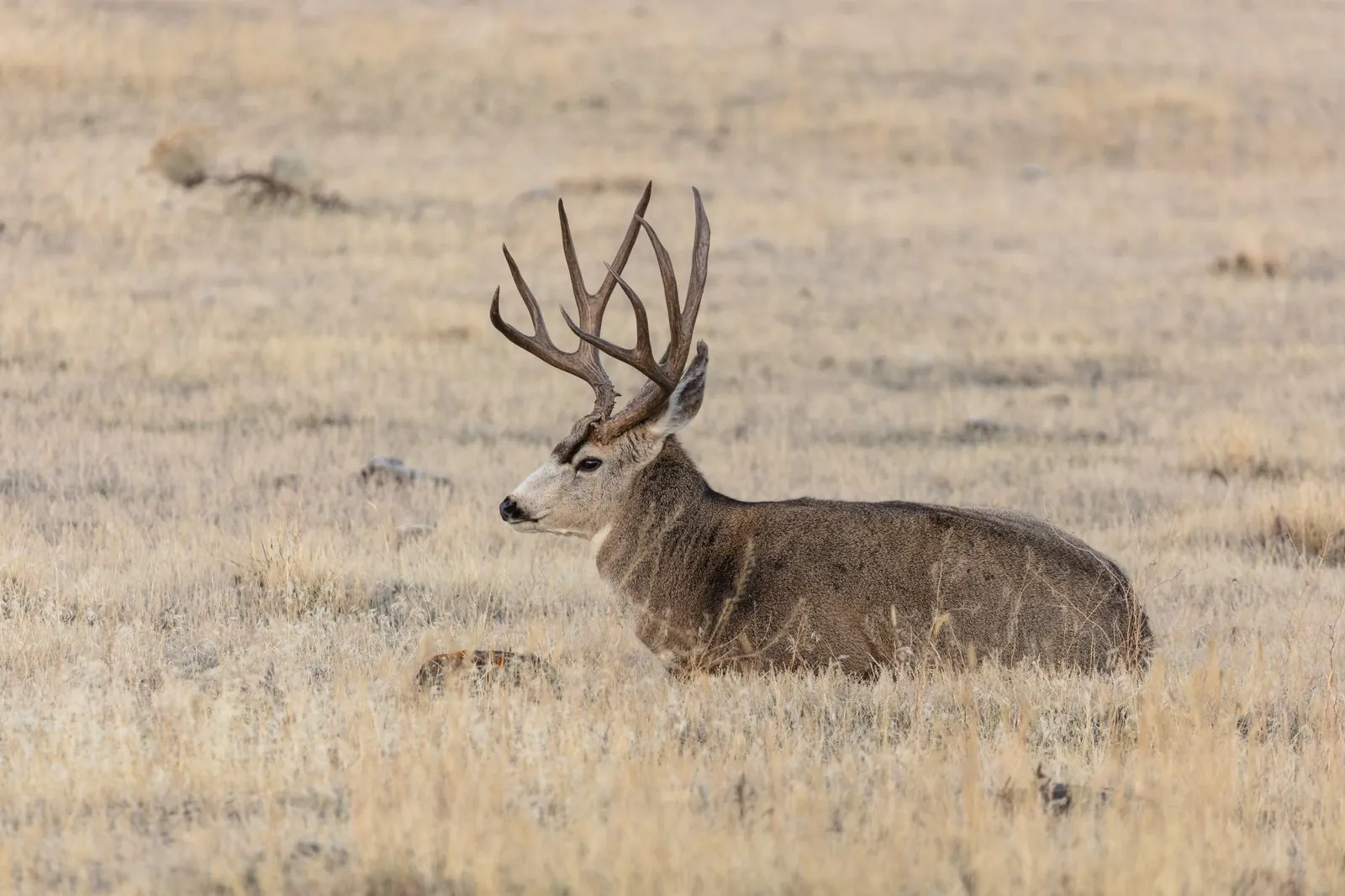 Mule deer buck with full antlers