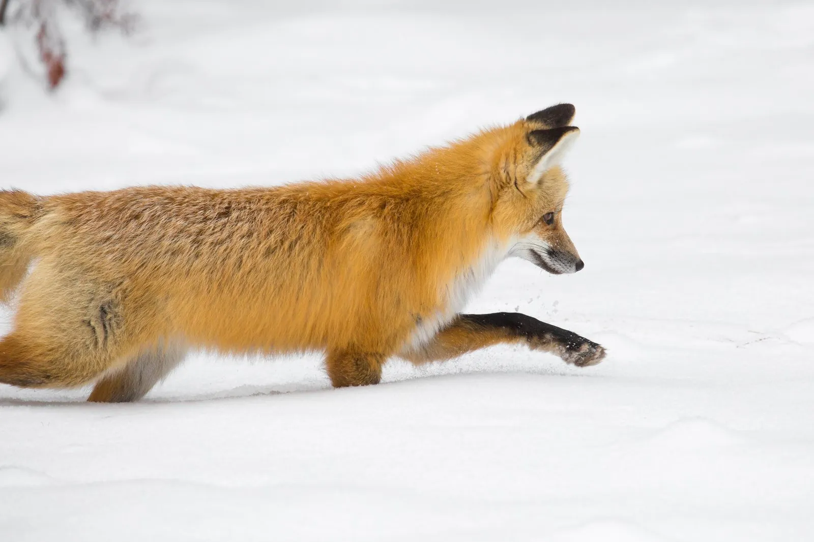 Red fox hunting voles in Hayden Valley
