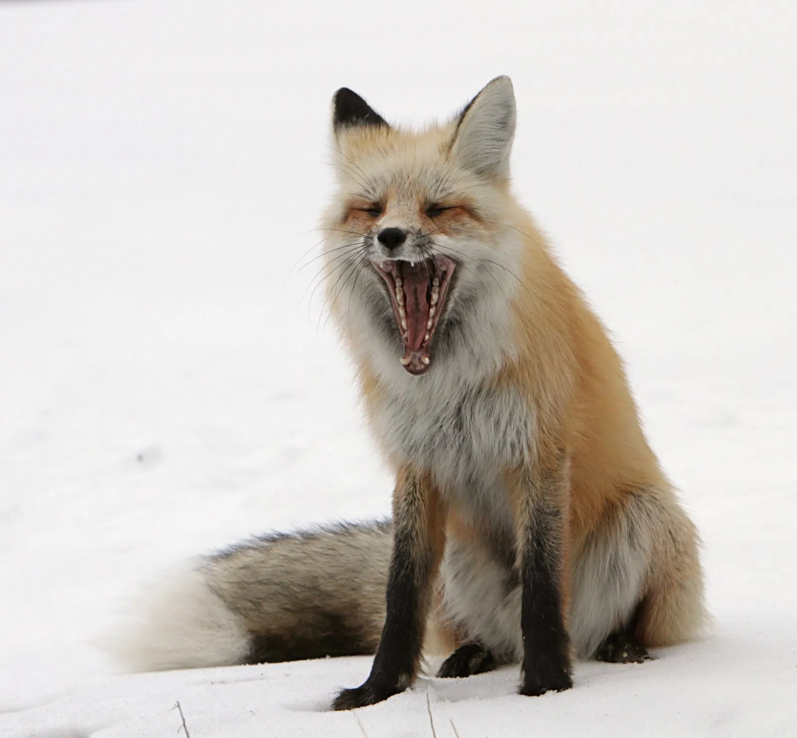 Red fox along Soda Butte Creek