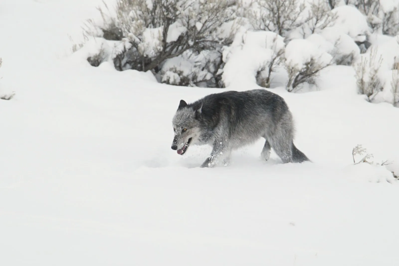 Gray female wolf in Yellowstone