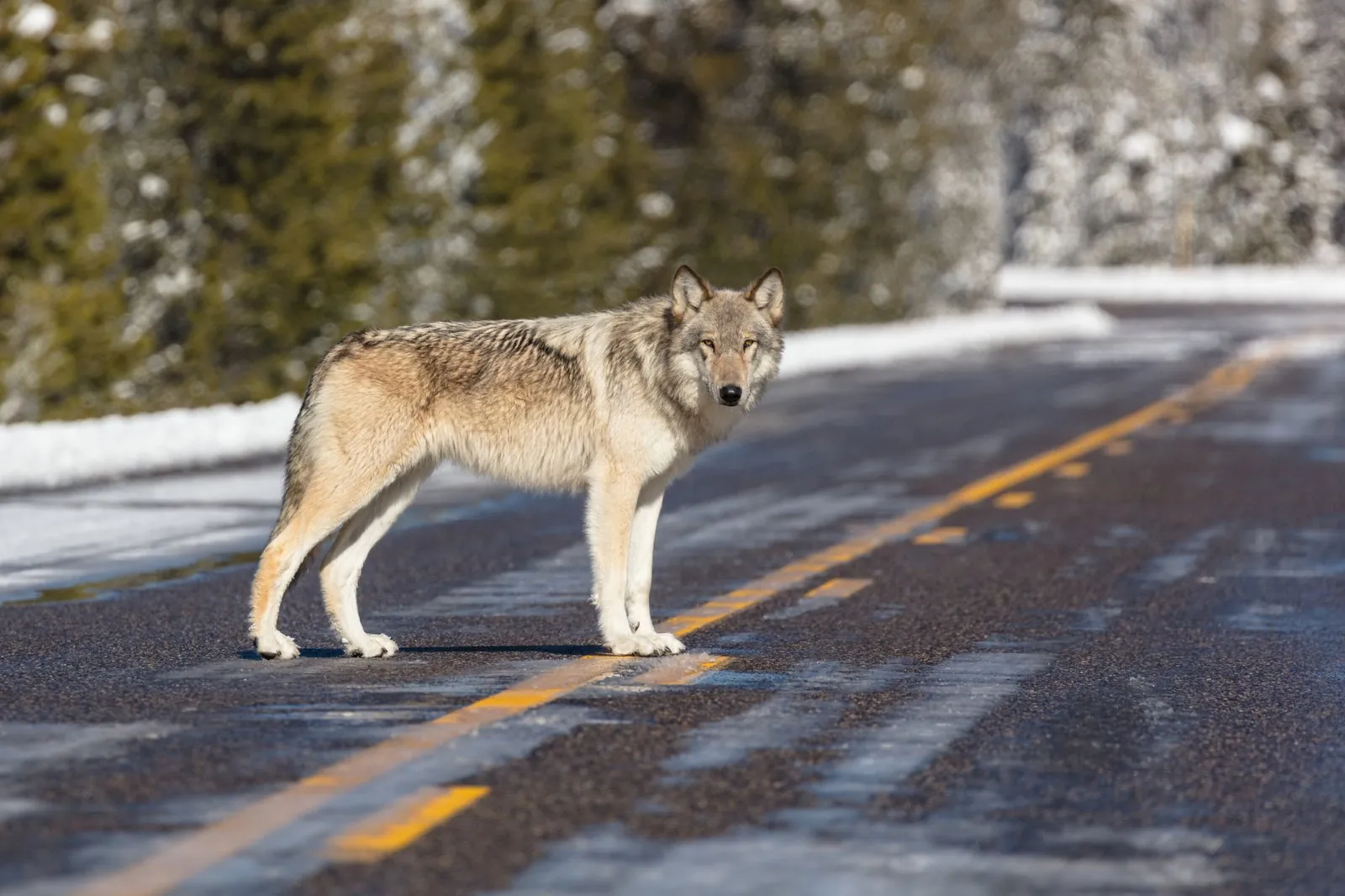 Yellowstone & Grand Teton Wildlife Guide: Bears, Wolves, Bison & More