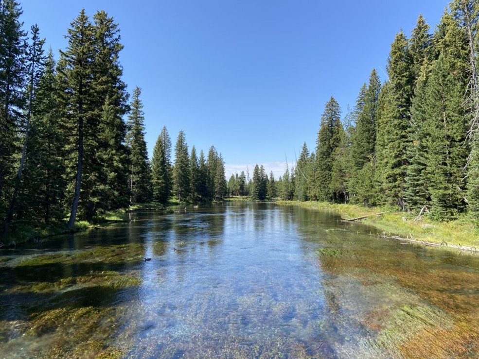 Big Springs River flowing through Island Park, Idaho in summer with crystal-clear water and lush green banks