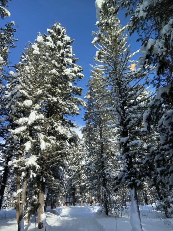 Snow-laden pine trees in Island Park